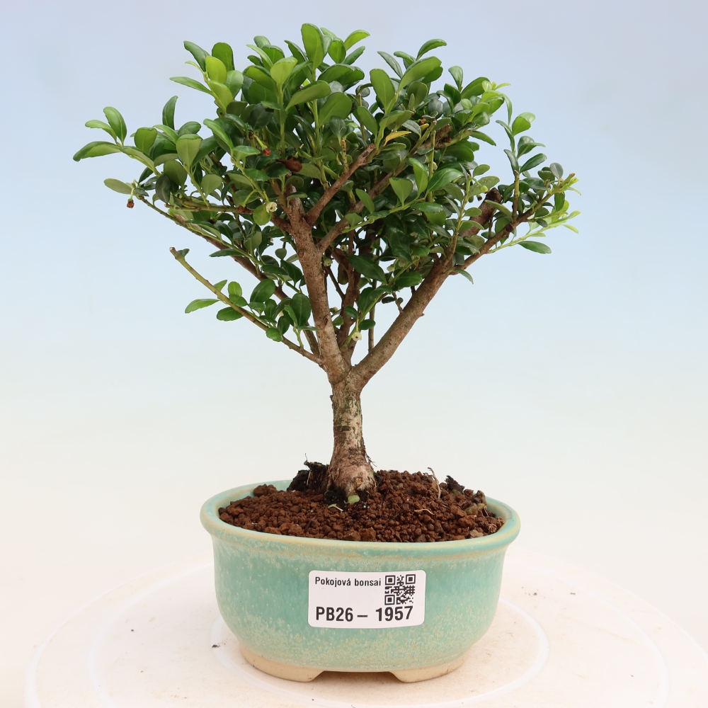 Zimmer Bonsai - Ilex crenata - Stechpalme
