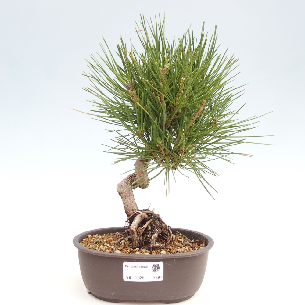 Bonsai für draußen - Pinus thunbergii - Thunberg-Kiefer