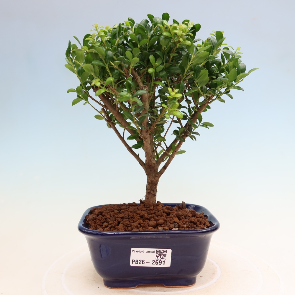 Zimmer Bonsai - Ilex crenata - Stechpalme