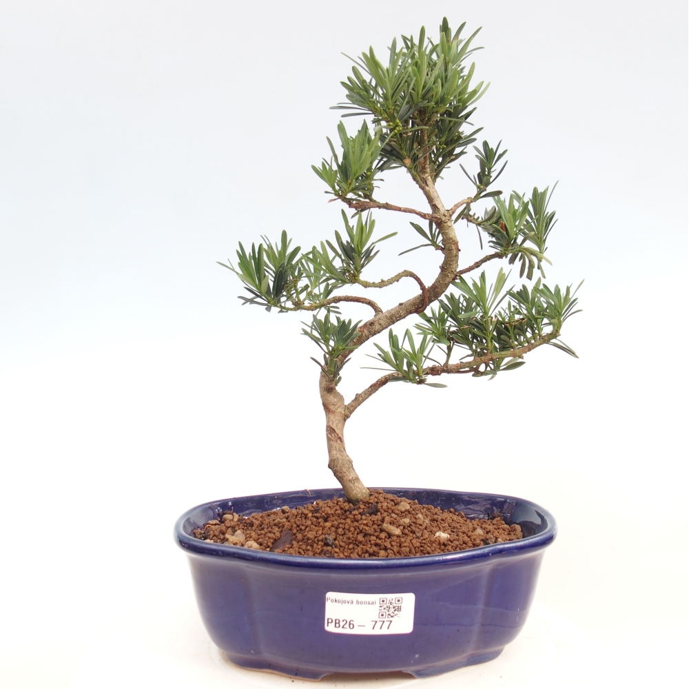 Zimmerbonsai - Podocarpus - Stein-Eibe