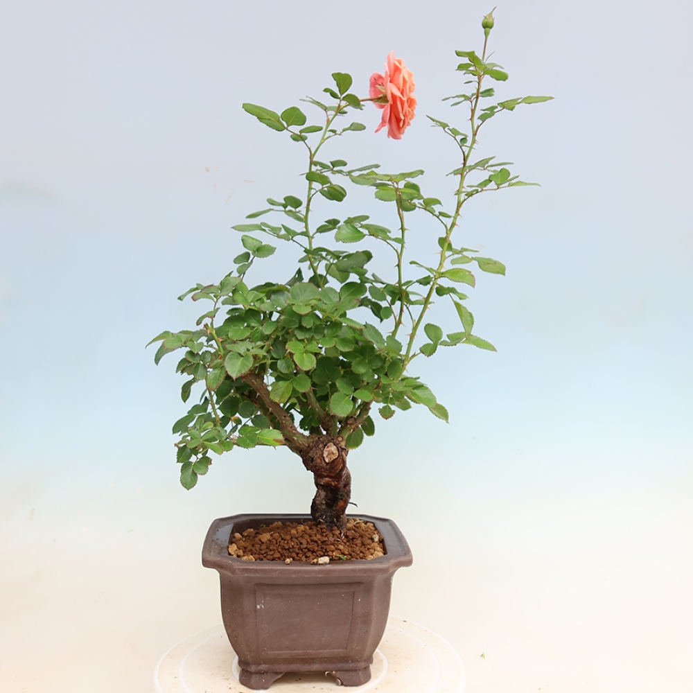 Bonsai für draußen - Rosa Kordes - Rose