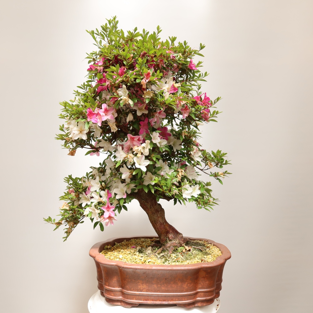 Bonsai für draußen - Japanische Azalee - Azalea Shunen