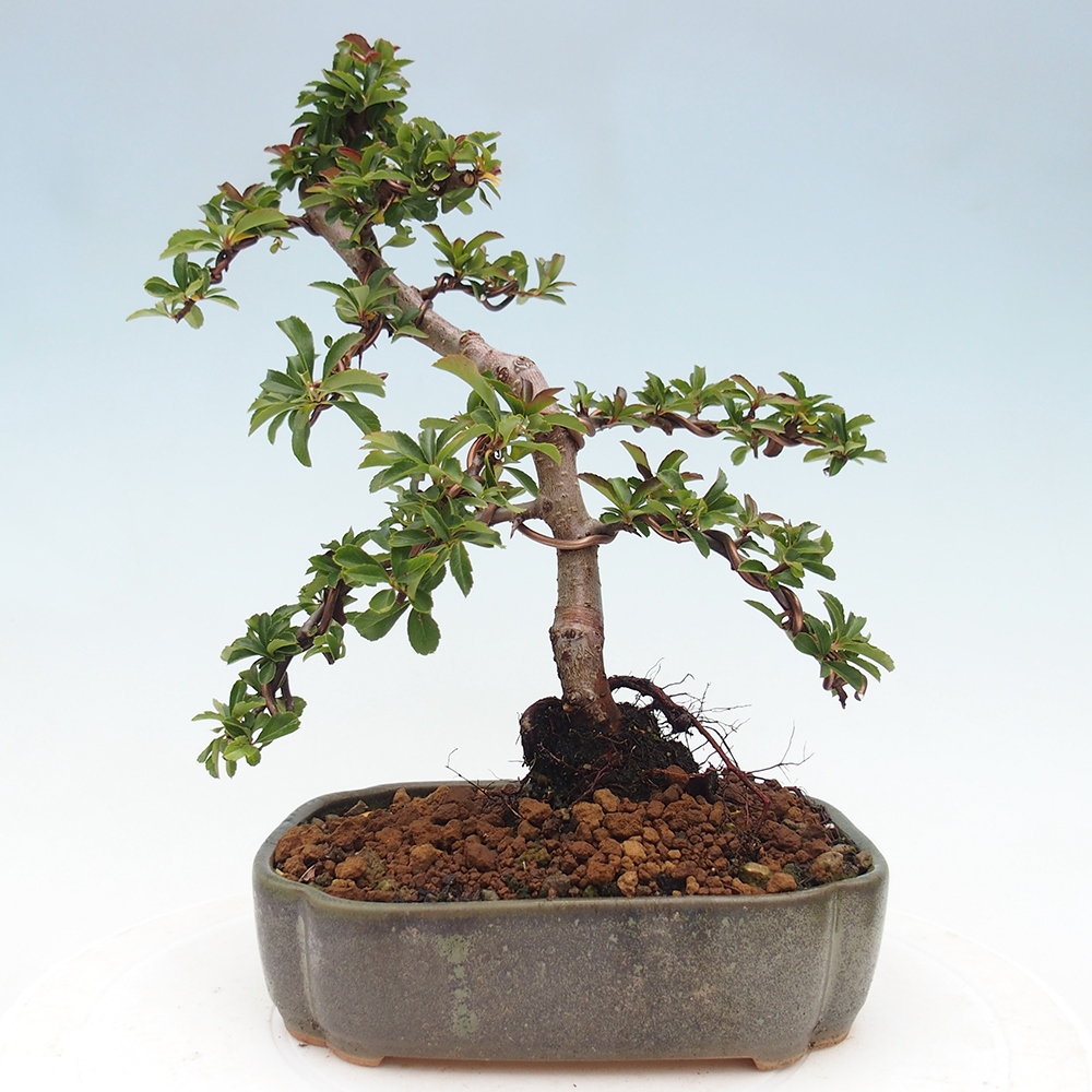 Freiland-Bonsai-Pyracantha Teton -Hlox