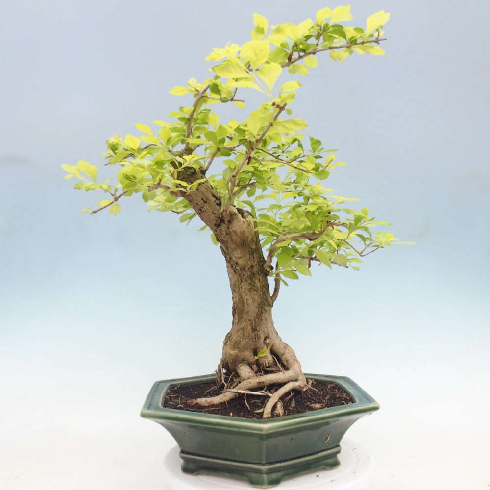Zimmerbonsai - Duranta erecta Aurea