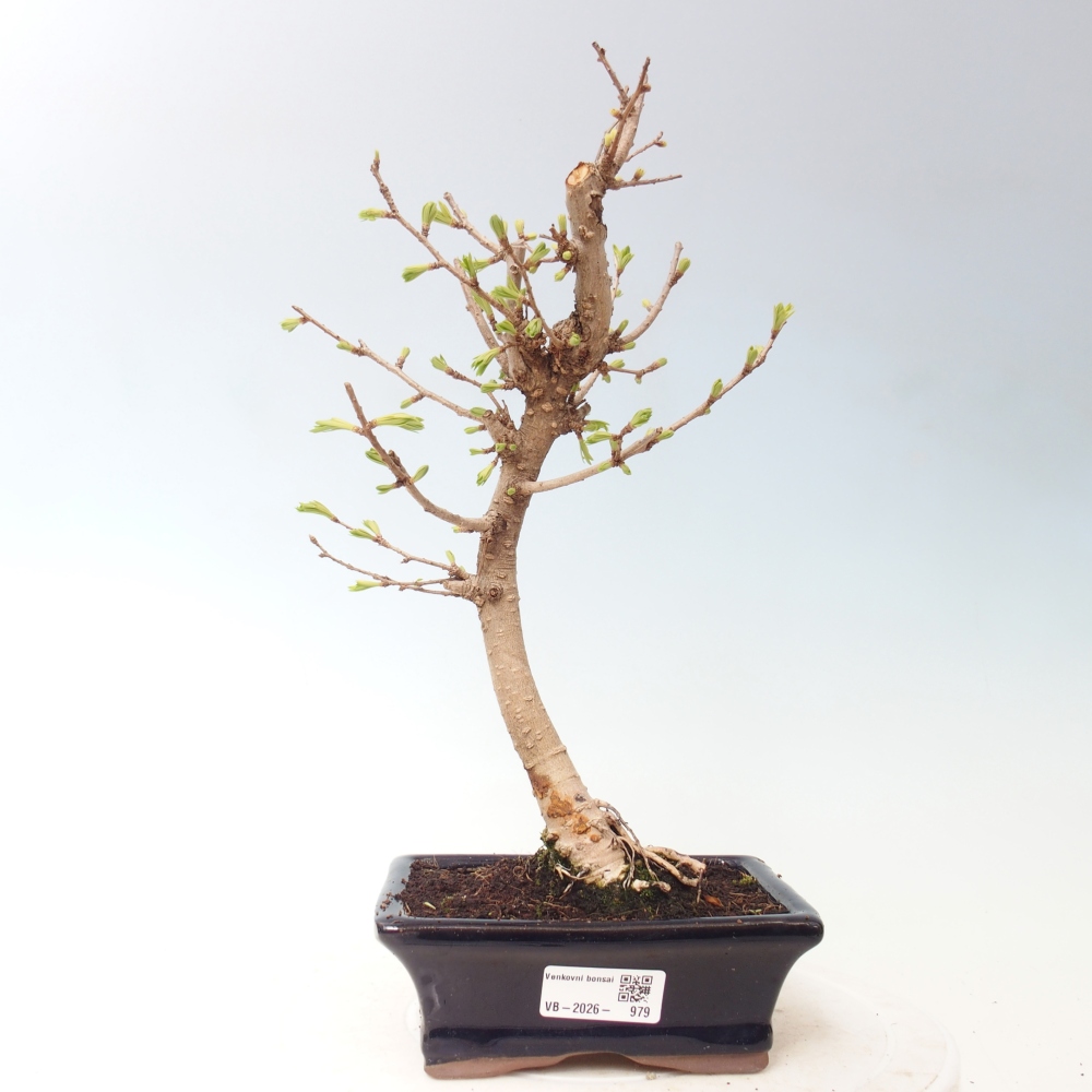 Bonsai für draußen -Pseudolarix amabis-Pseudolarix amabis