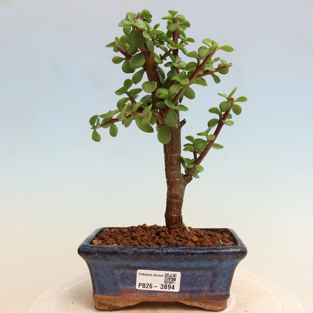 Zimmer Bonsai - Portulakaria Afra - Tlustice
