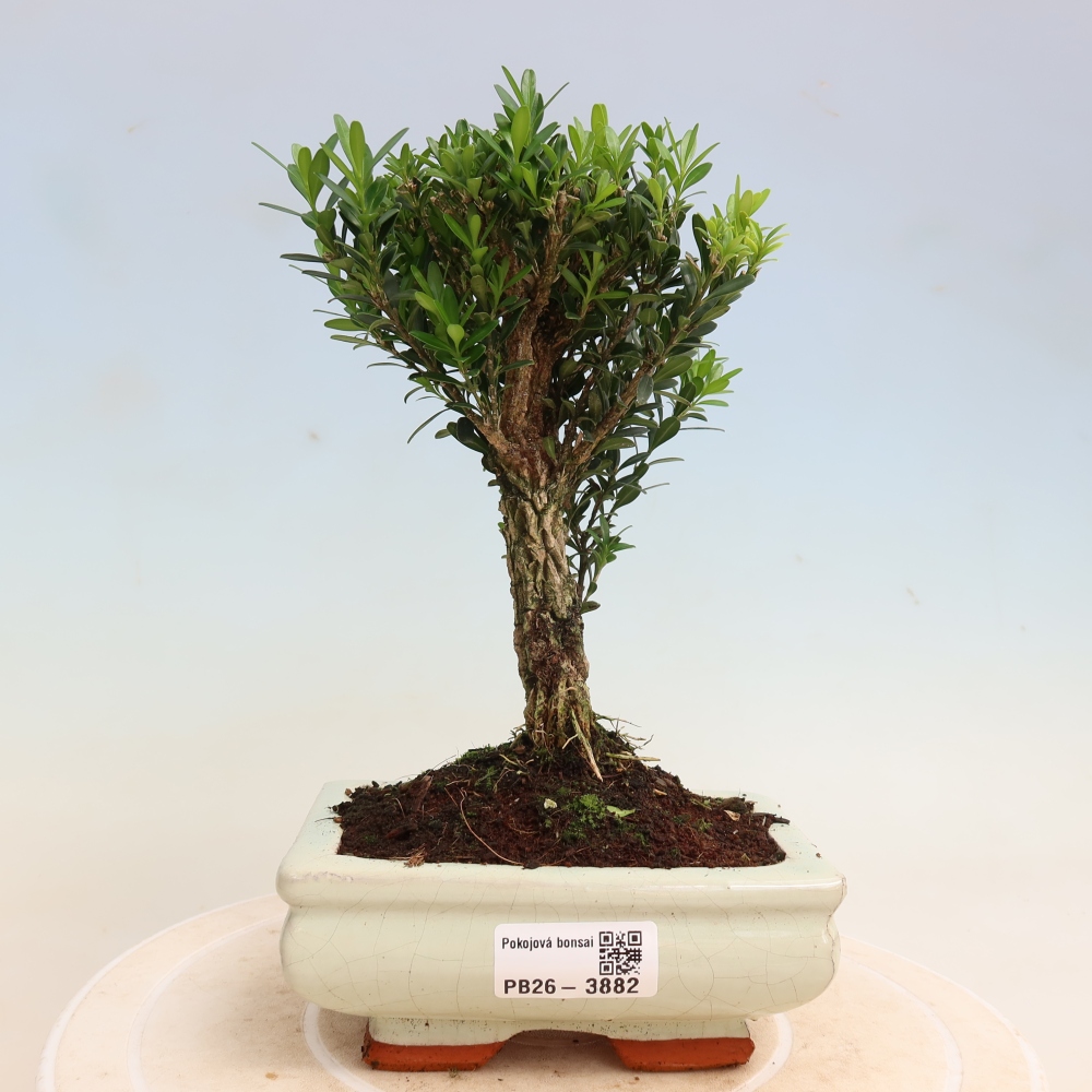 Zimmer Bonsai - Buxus harlandii - Korkbuxus