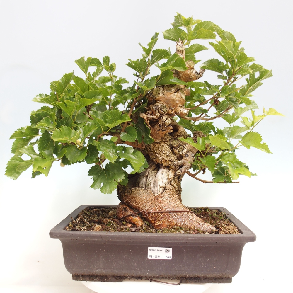 Bonsai für draußen -Morus alba - Maulbeere