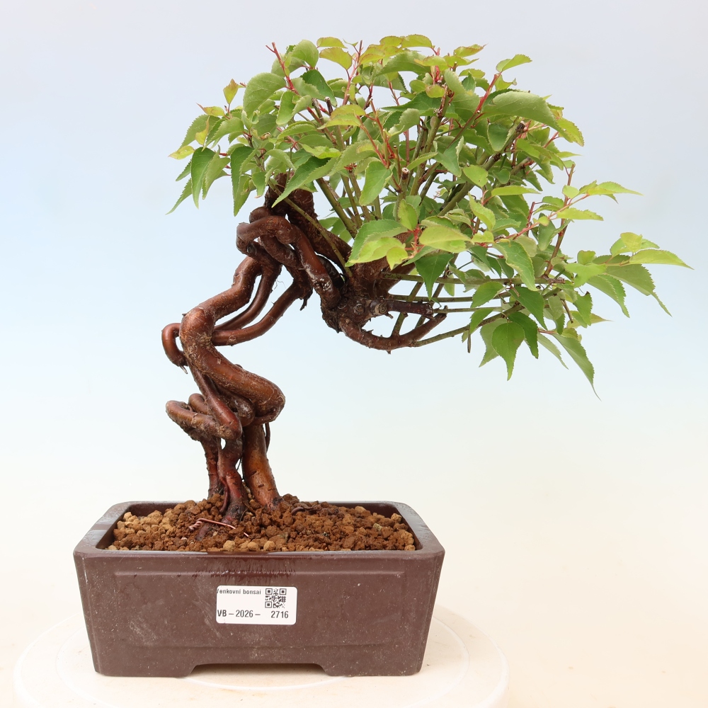Bonsai für den Außenbereich – Japanischer Aprikosenbaum – Prunus Mume