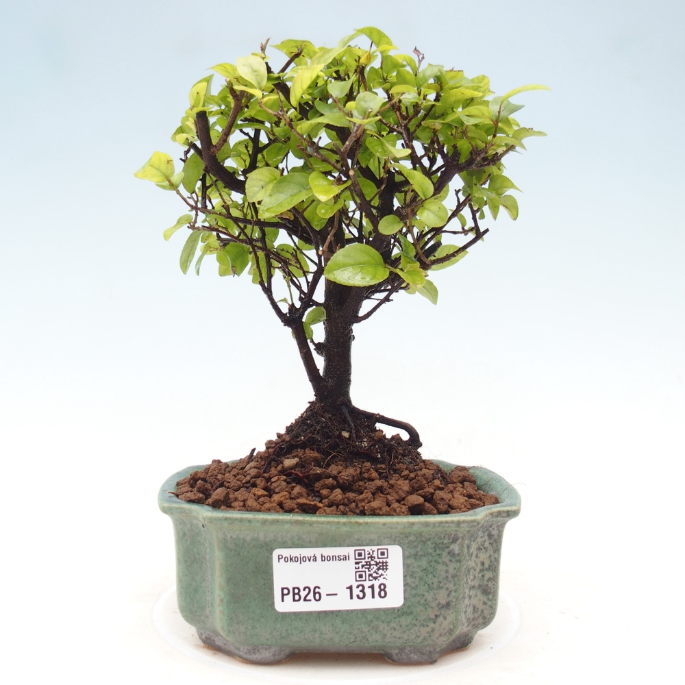 Zimmer Bonsai - Sageretia thea - Sageretia thea