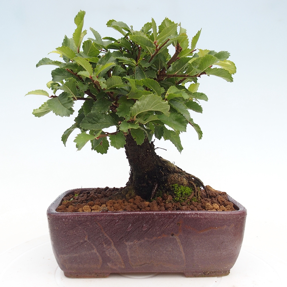 Bonsai für draußen - Zelkova - Zelkova NIRE