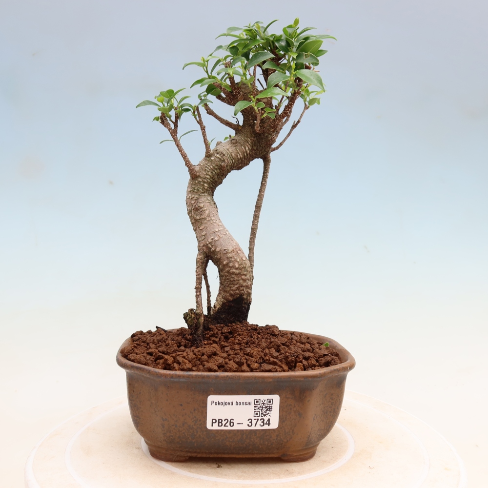 Zimmerbonsai - Ficus kimmen - Kleinblättriger Ficus
