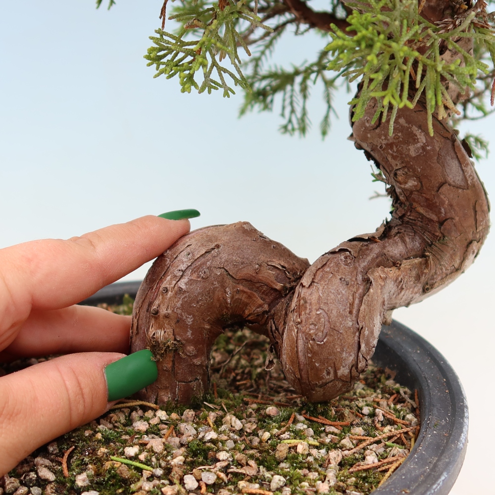 Bonsai für draußen - Juniperus chinensis Itoigawa-Juniperus chinensis