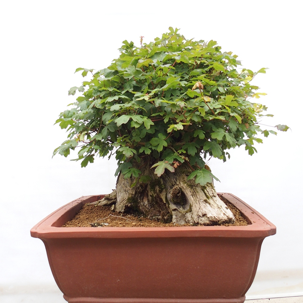 Bonsai für draußen - Französischer Ahorn - Acer Nonspessulanum