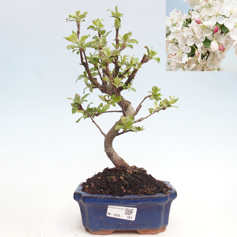 Outdoor-Bonsai -Malus halliana - Kleinfrüchtiger Apfelbaum