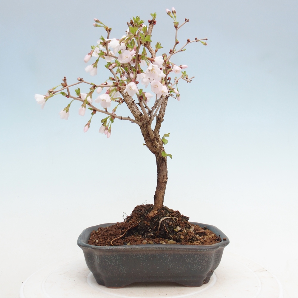 Bonsai für draußen - Prunus incisa Kojou-no mai-Plivon ausgeschnitten
