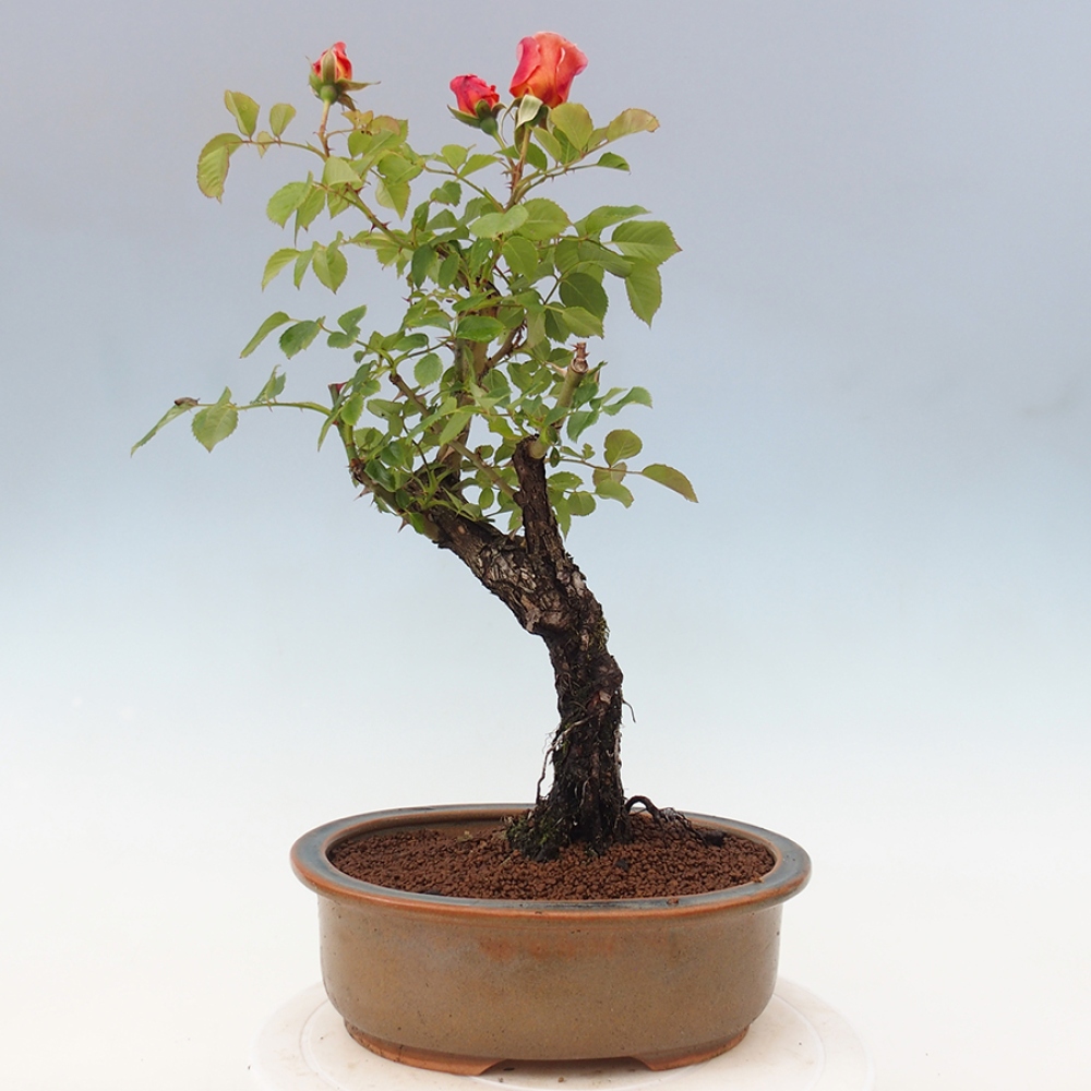 Bonsai für draußen - Rosa Kordes - Rose