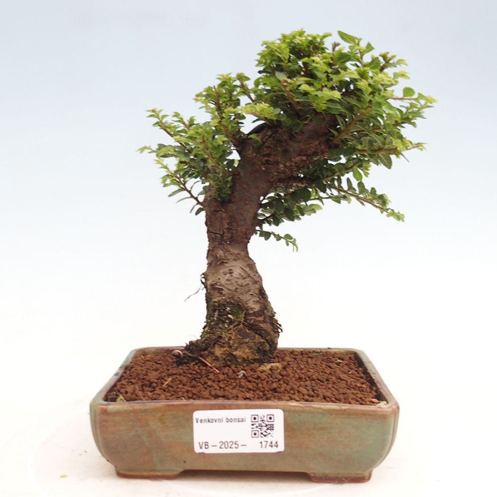 Bonsai für draußen - Ulmus parvifolia Hokkaido - Chinesische Ulme