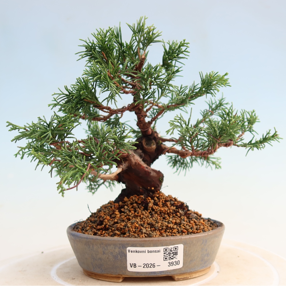 Bonsai für draußen - Juniperus chinensis Itoigawa