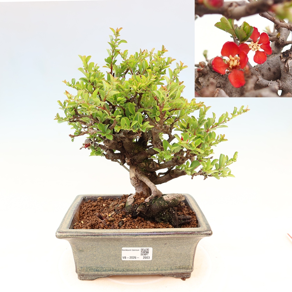 Bonsai für draußen - Chaneomeles speciosa Chojubai