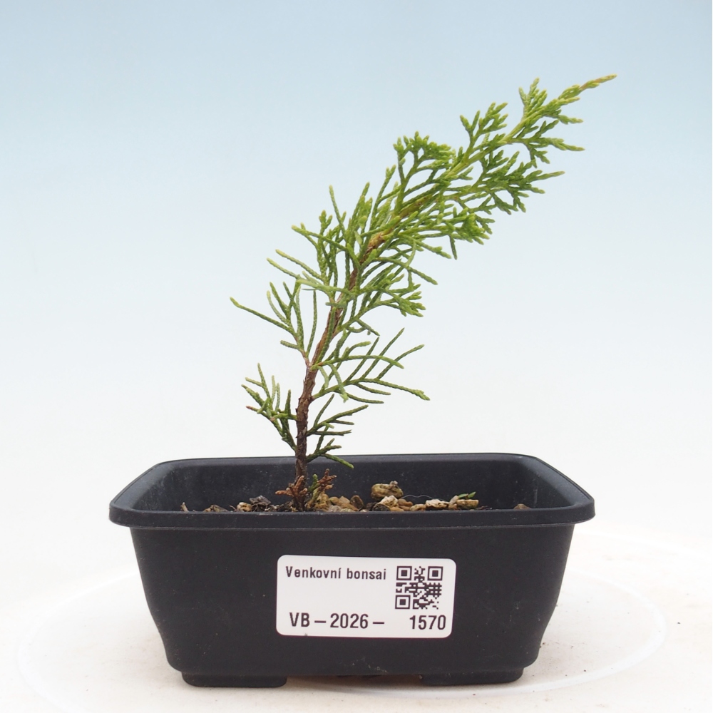 Bonsai für draußen - Juniperus chinensis Itoigawa