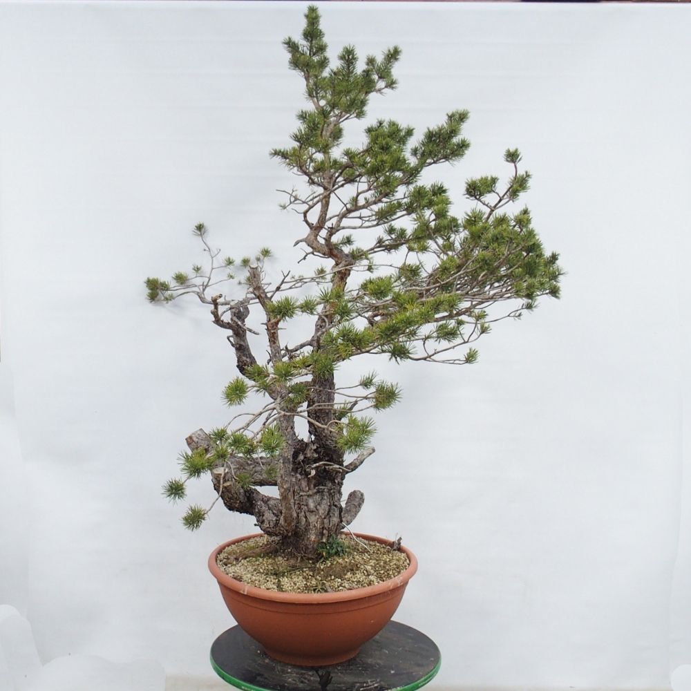 Yamadori - Pinus sylvestris Spanien