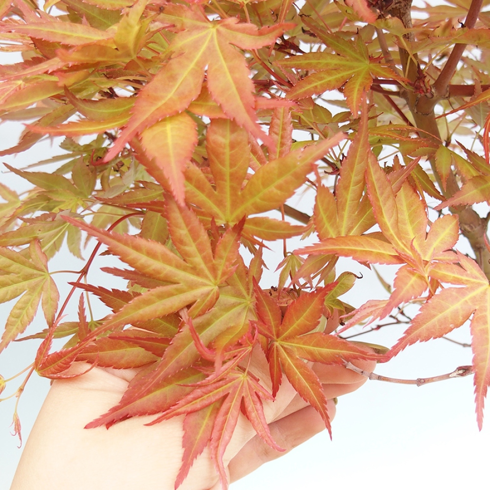 Spitzahorn - Acer palmatum Beni Tsukasa