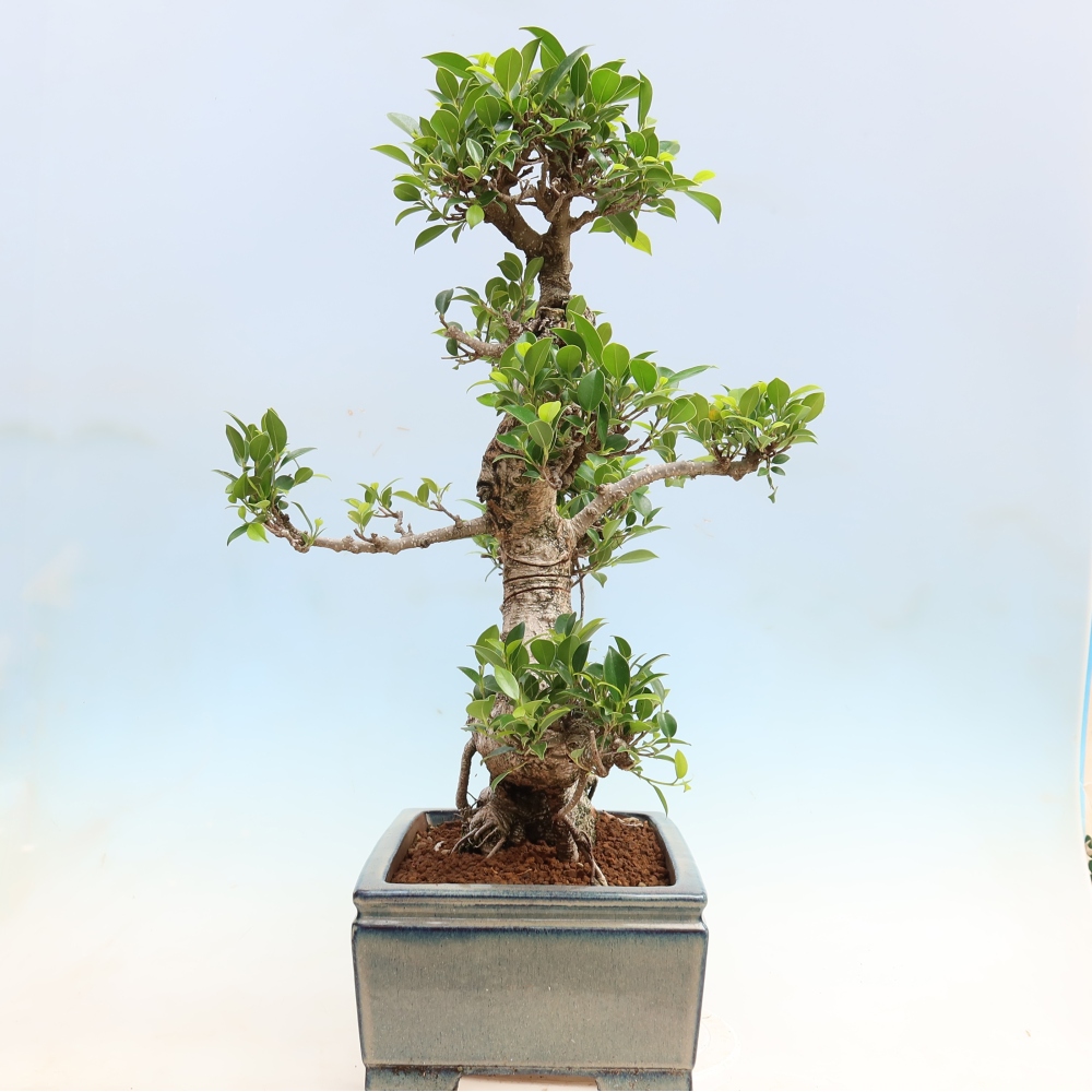Zimmerbonsai - Ficus kimmen - Kleinblättriger Ficus