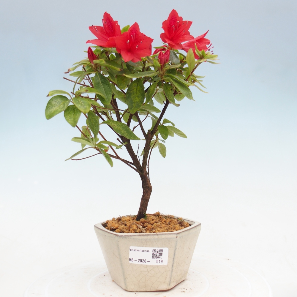 Bonsai für draußen - Japanische Azalee - Azalea sp.