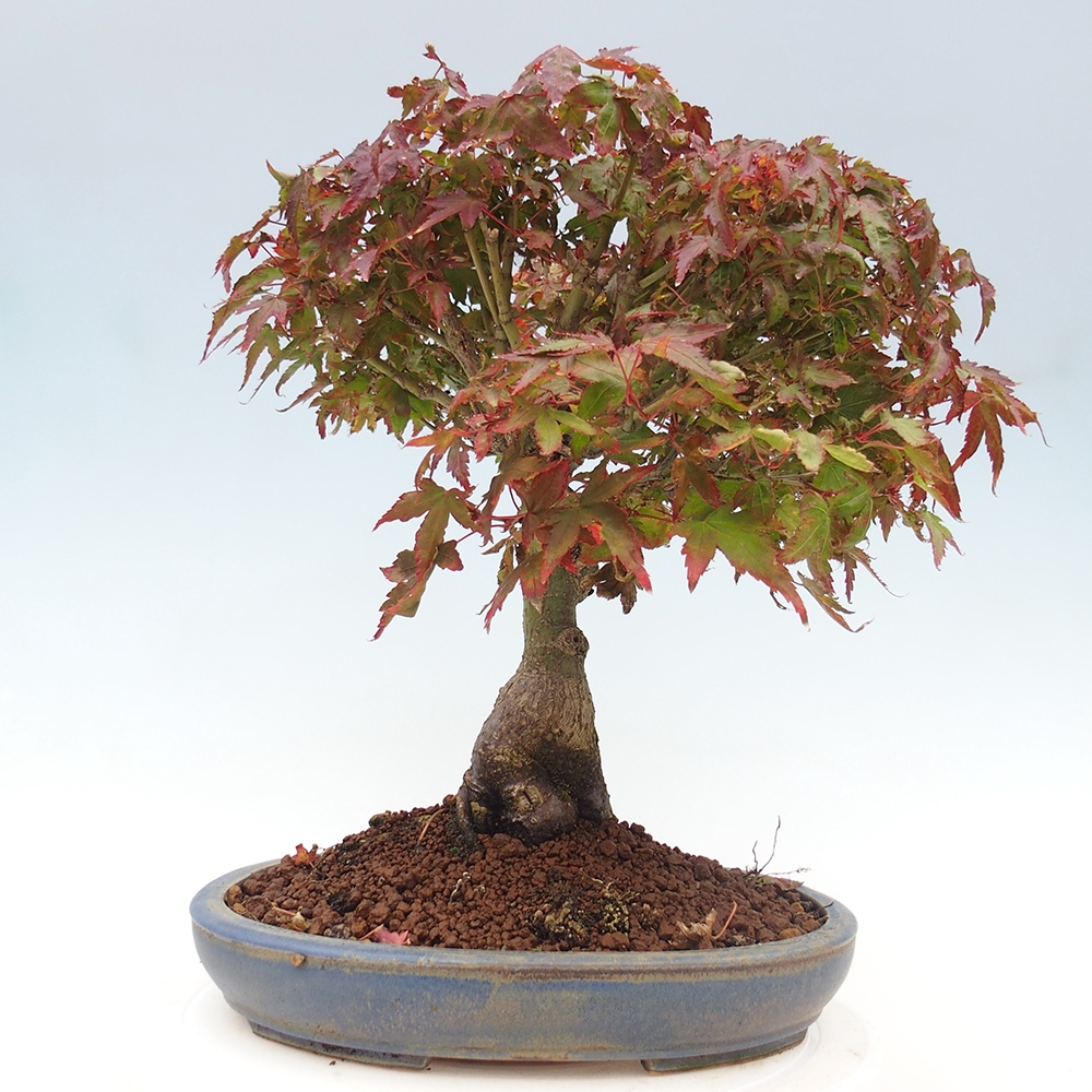 Acer palmatum KIOHIME - Palmetto-Ahorn