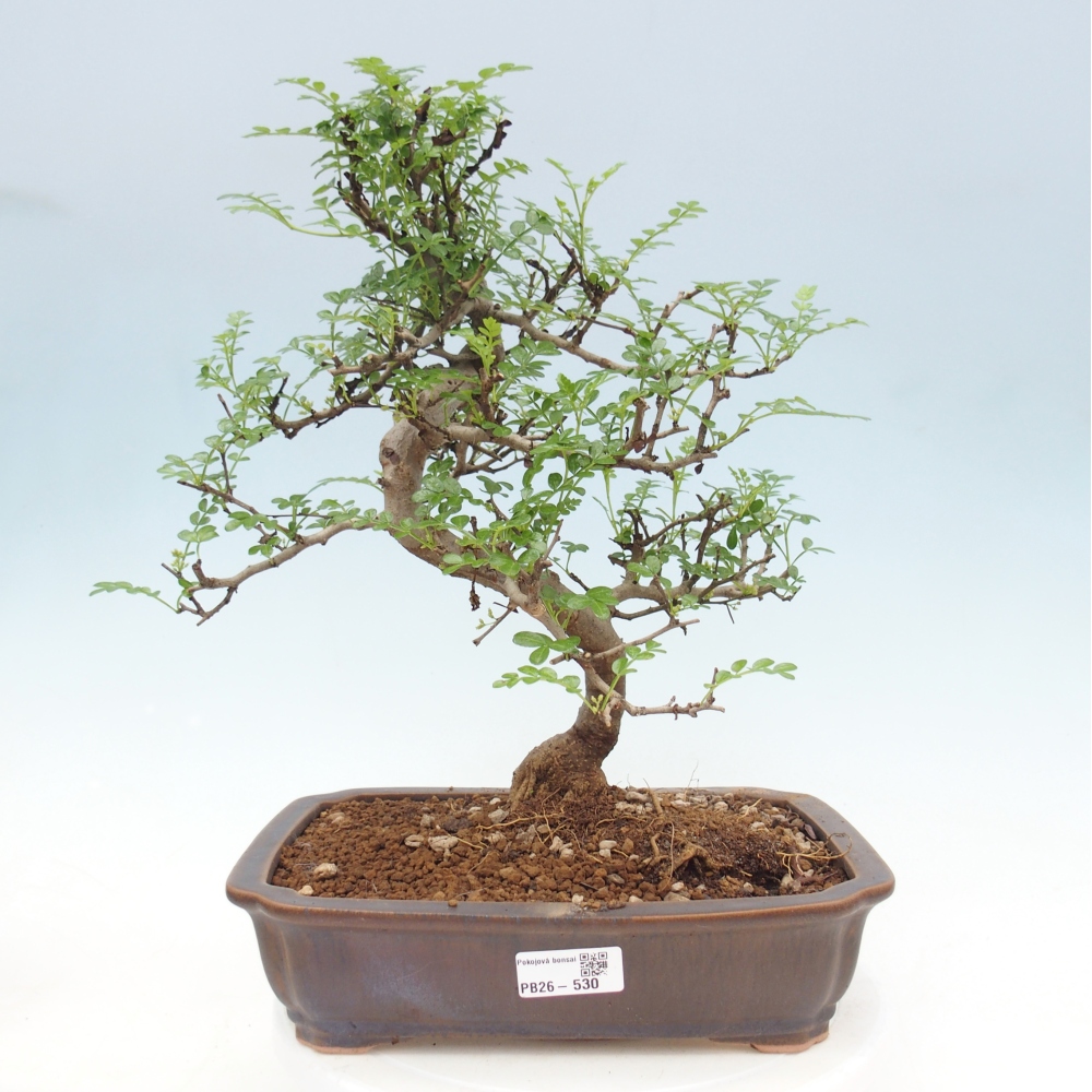Zimmer Bonsai - Zantoxylum piperitum - Pfefferbaum