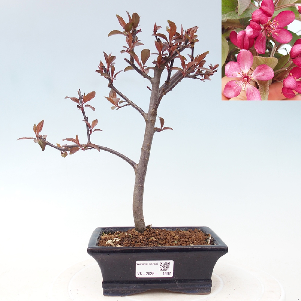 Outdoor-Bonsai -Malus domestica - Kleinfrüchtiger rotblättriger Apfelbaum