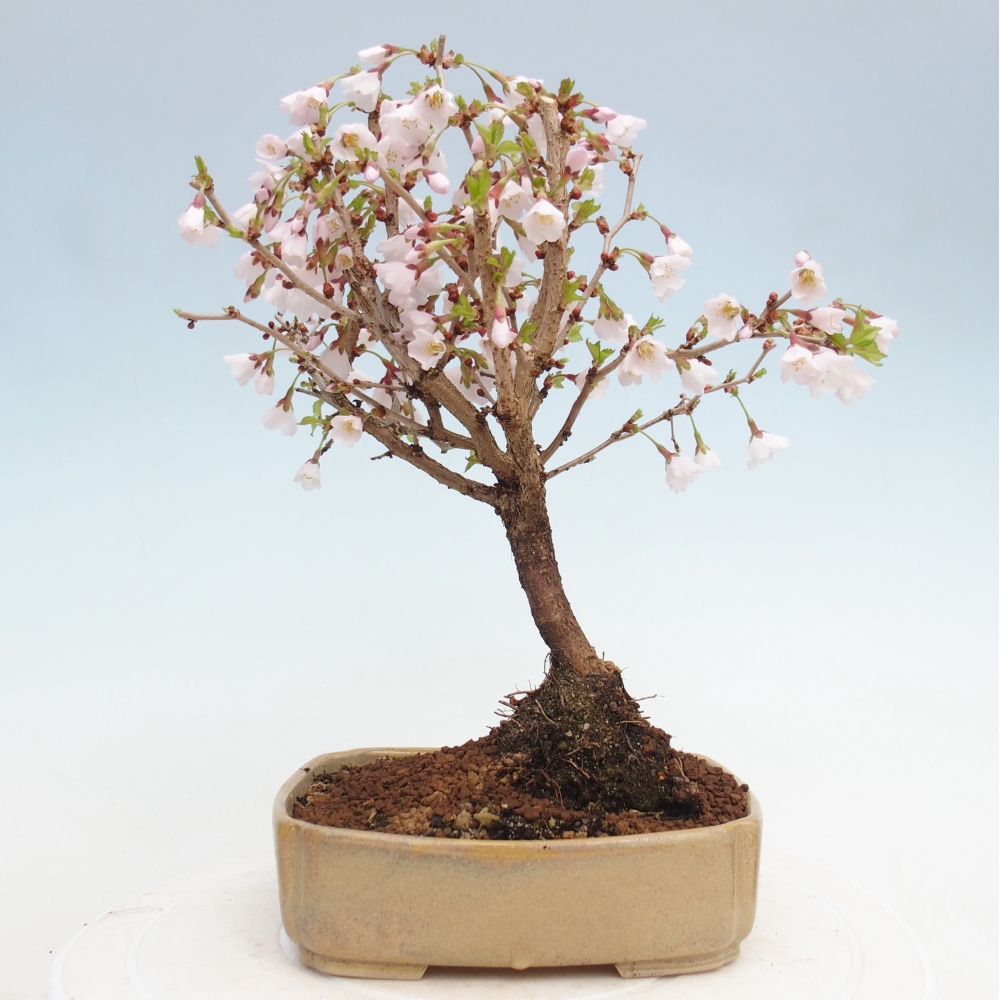 Bonsai für draußen - Prunus incisa Kojou-no mai-Plivon ausgeschnitten