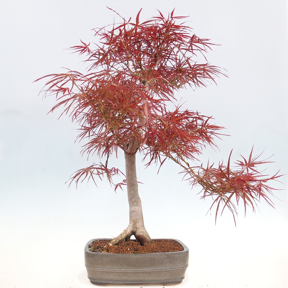 Bonsai für draußen - Acer palmatum RED PYGMY