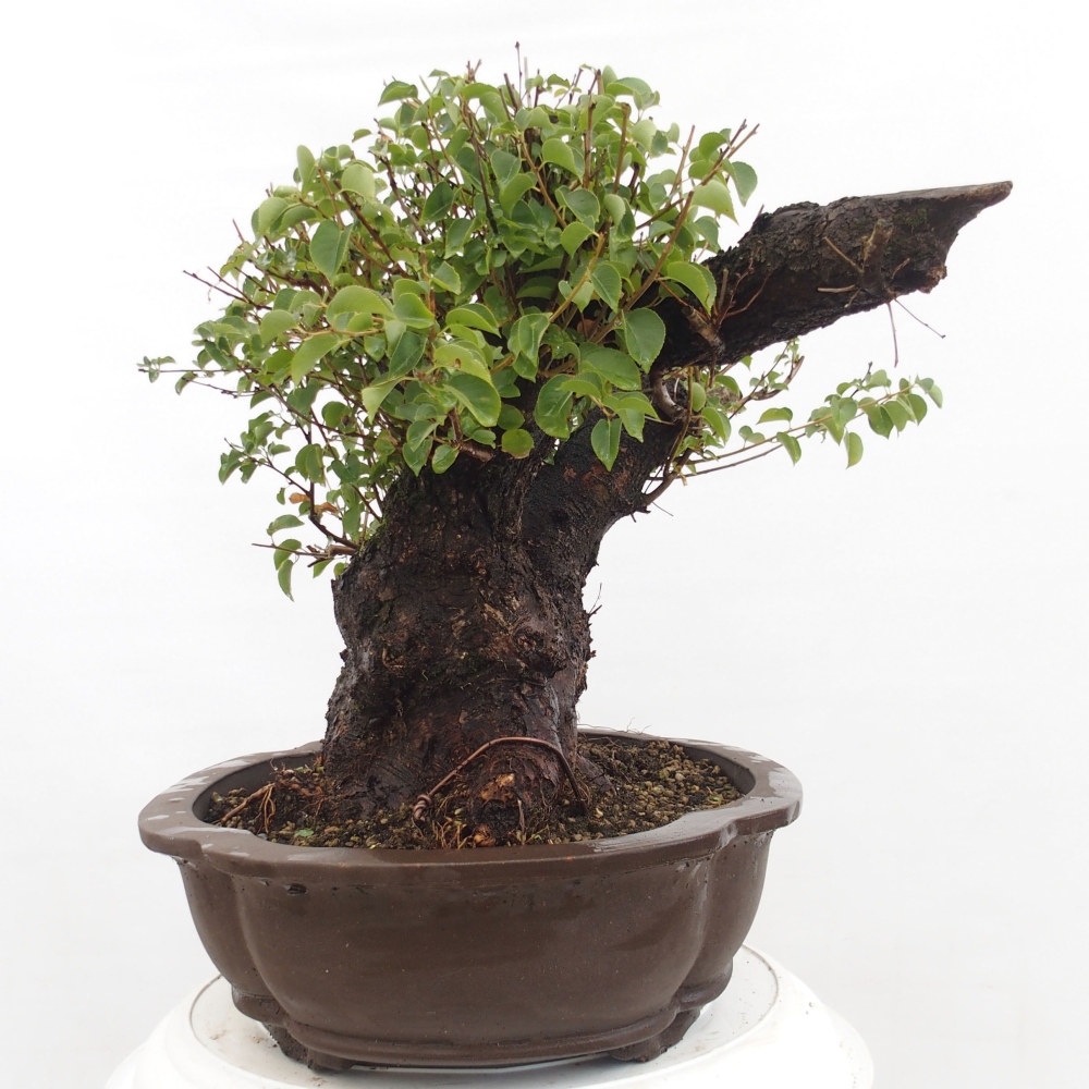 Bonsai für draußen - Mahalebka - Prunus mahaleb