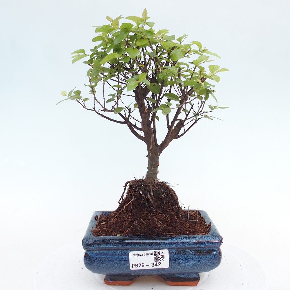 Zimmer Bonsai - Sageretia thea - Sageretia thea