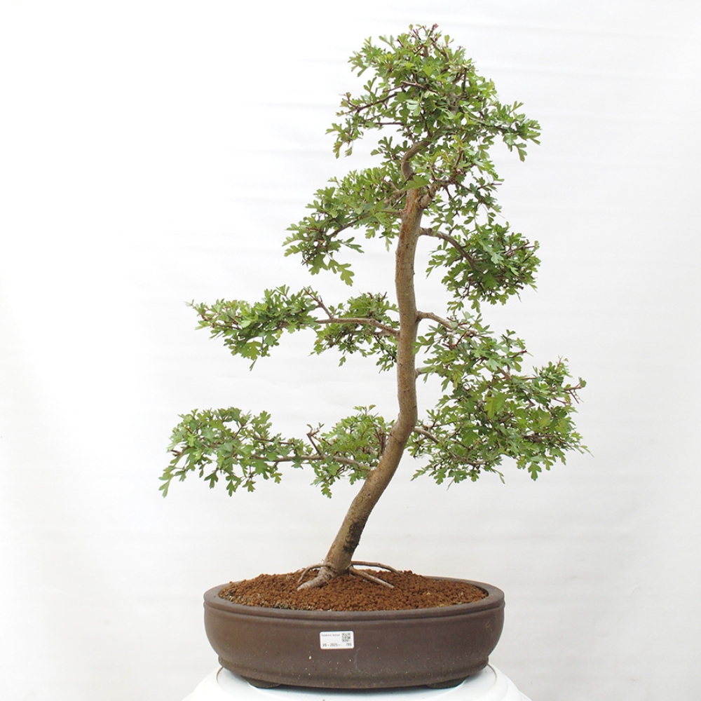 Bonsai für draußen - Weißdorn - Crataegus monogyna