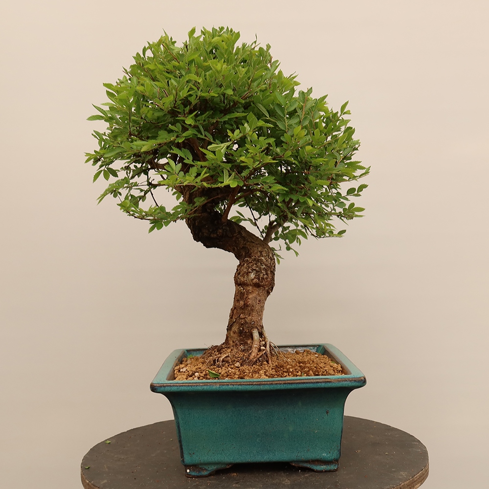 Bonsai für draußen - Zelkova - Zelkova NIRE