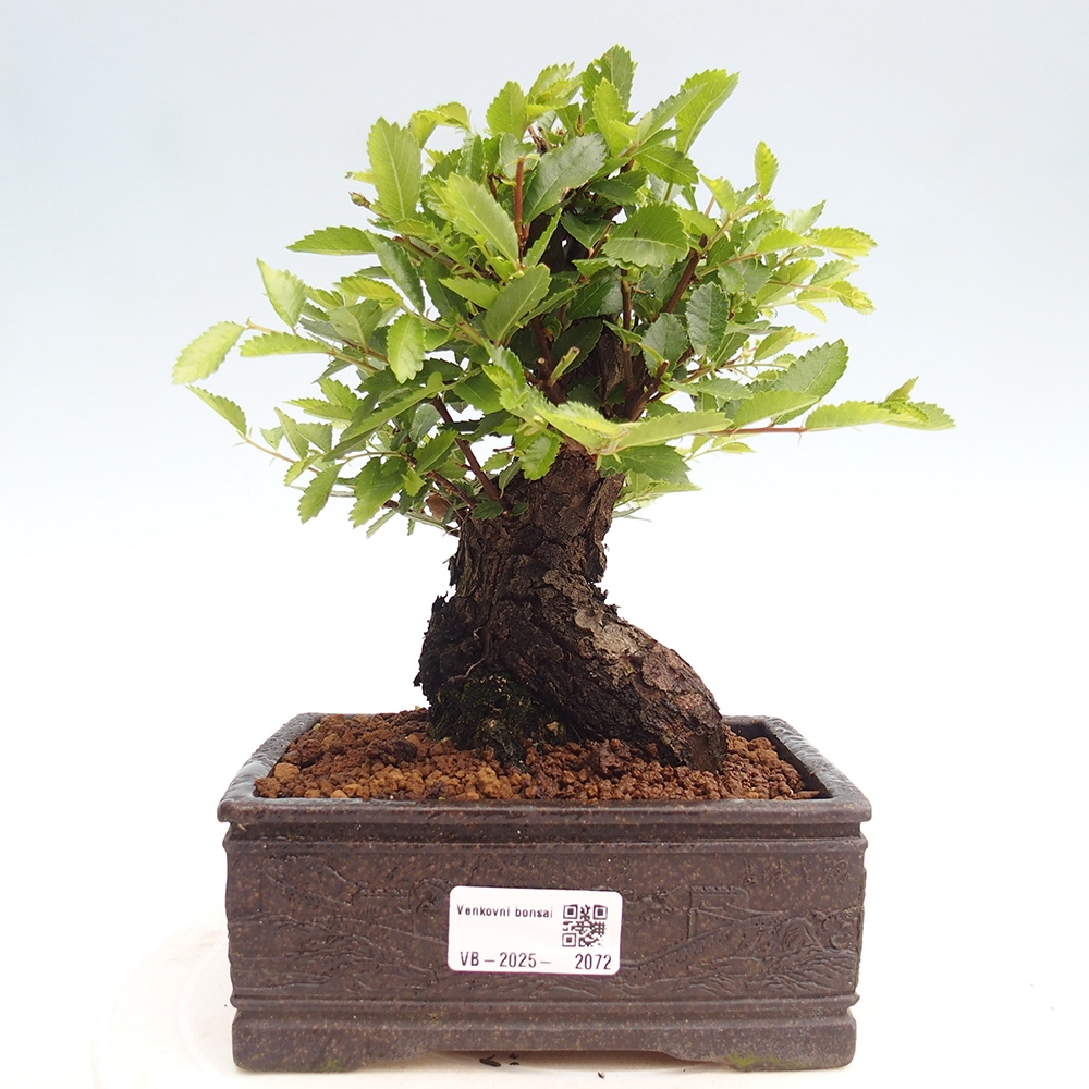Bonsai für draußen - Zelkova - Zelkova NIRE
