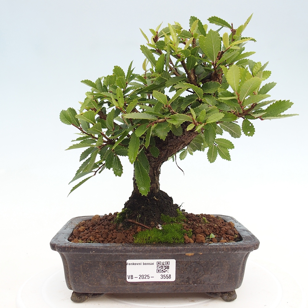 Bonsai für draußen - Zelkova - Zelkova NIRE