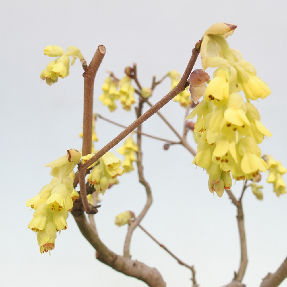 Bonsai für draußen - Hasel - Corylopsis Spicata
