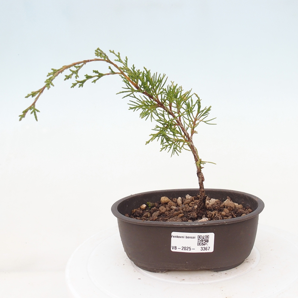 Bonsai für draußen - Juniperus chinensis Itoigawa