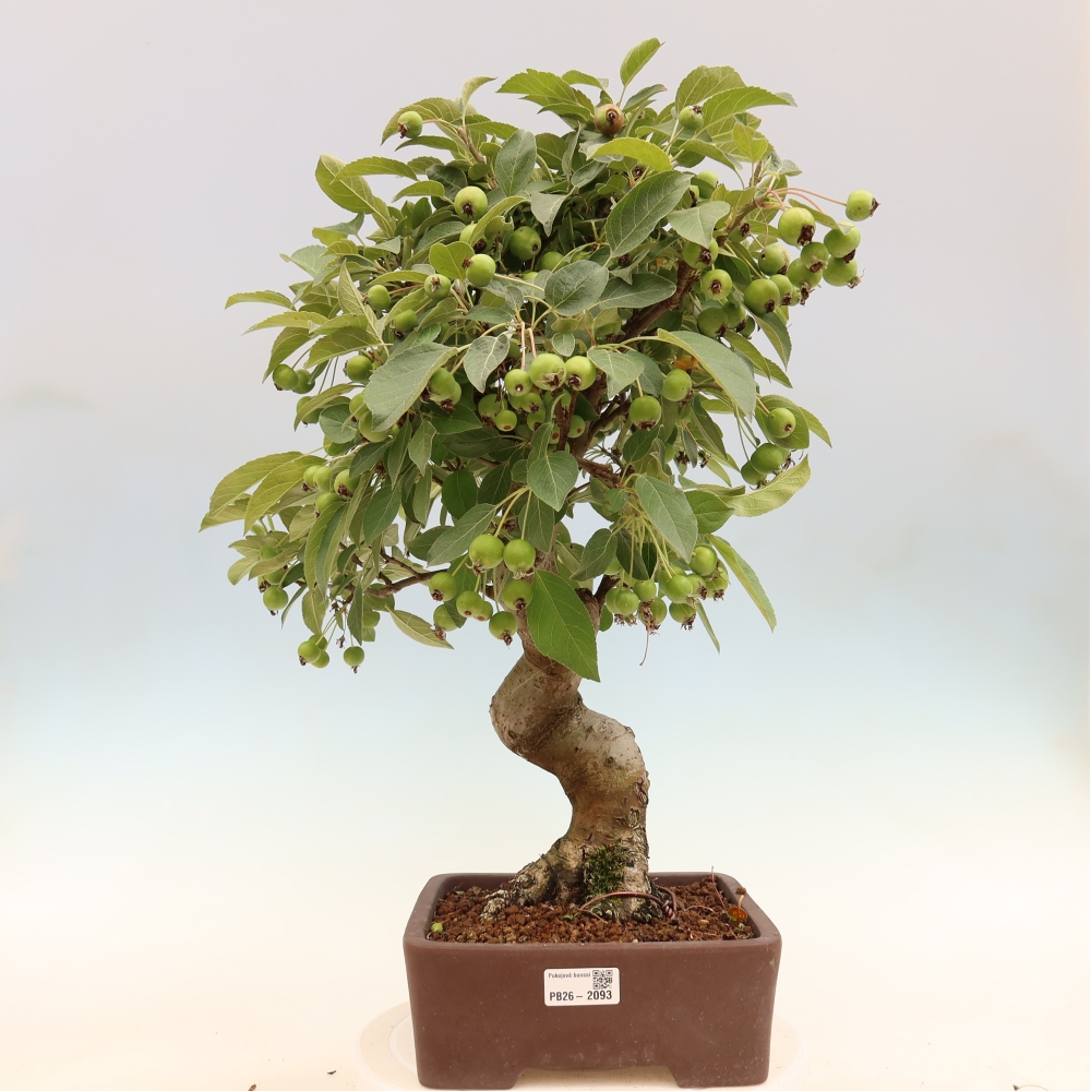 Outdoor-Bonsai -Malus halliana - Kleinfrüchtiger Apfelbaum