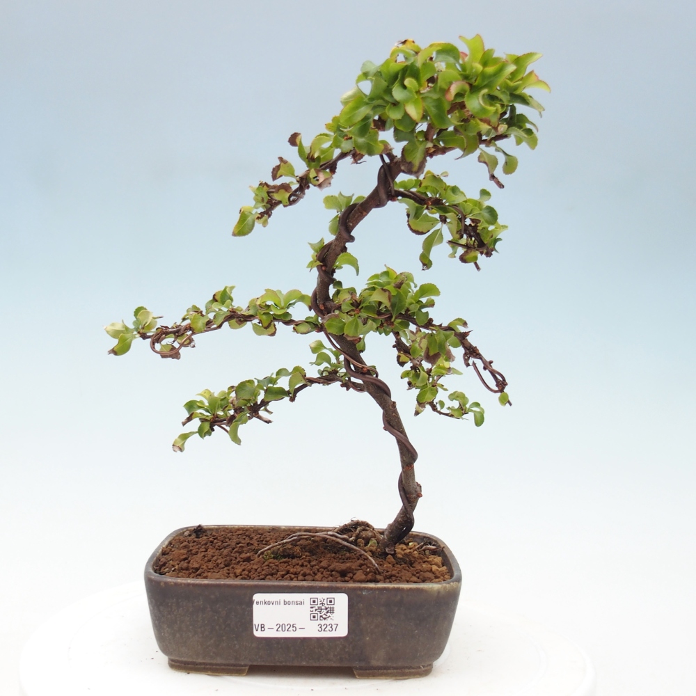 Bonsai für draußen - Chaneomeles s. Red Joy - Quitte