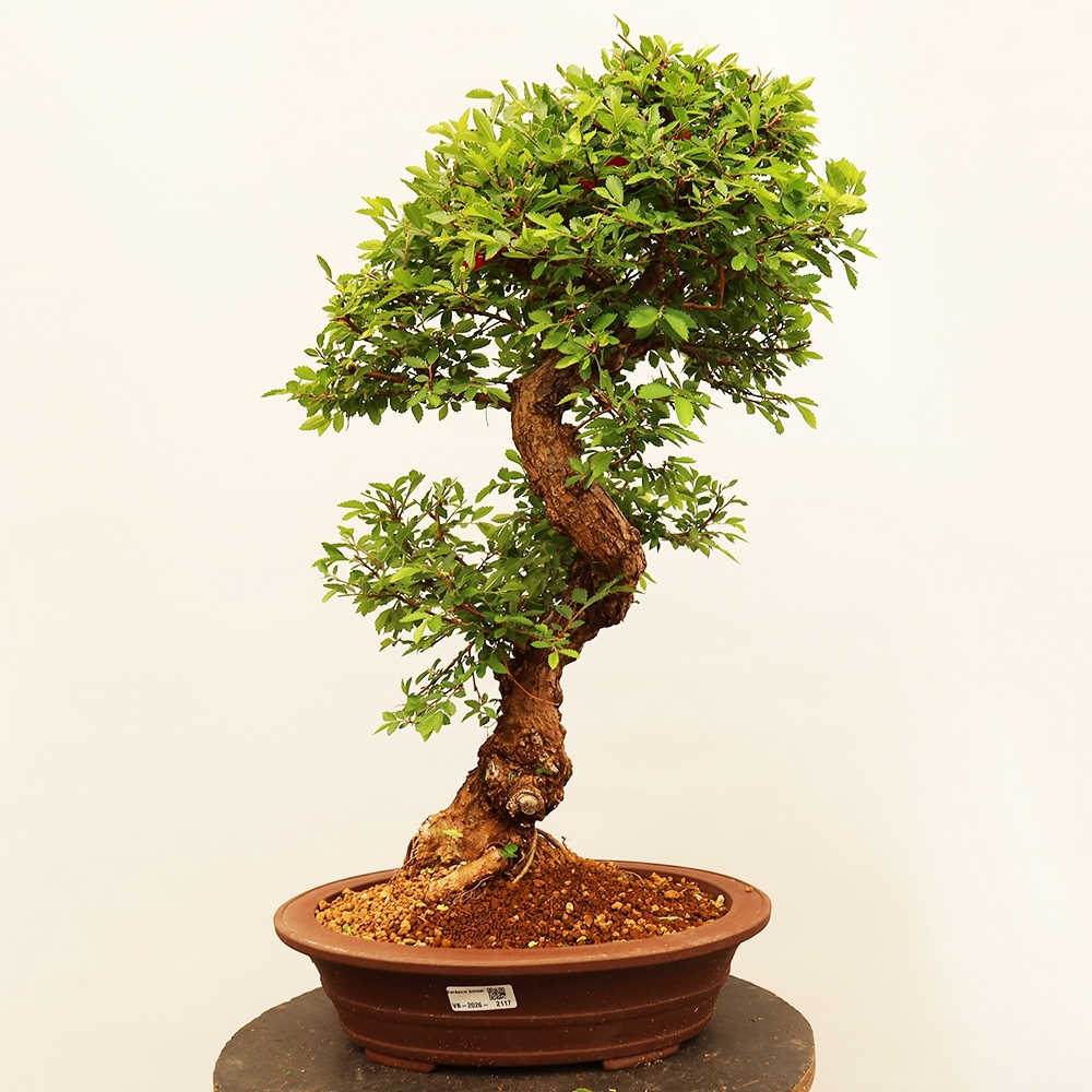 Bonsai für draußen - Zelkova - Zelkova NIRE