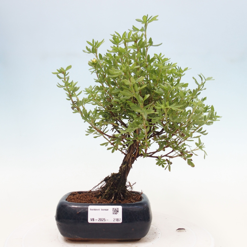 Bonsai für draußen - Potentila fruticosa gelber Vogel