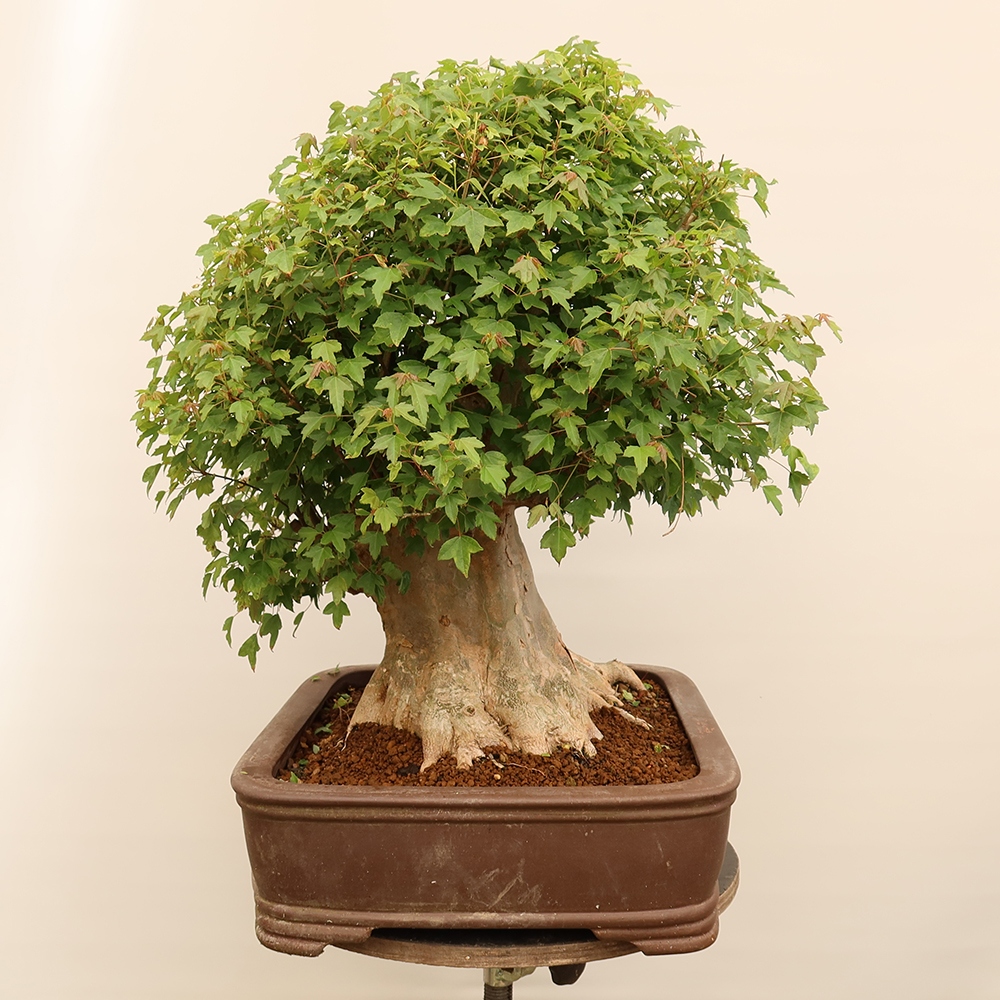 Bonsai für draußen - Ahorn Burger - Acer Burgerianum
