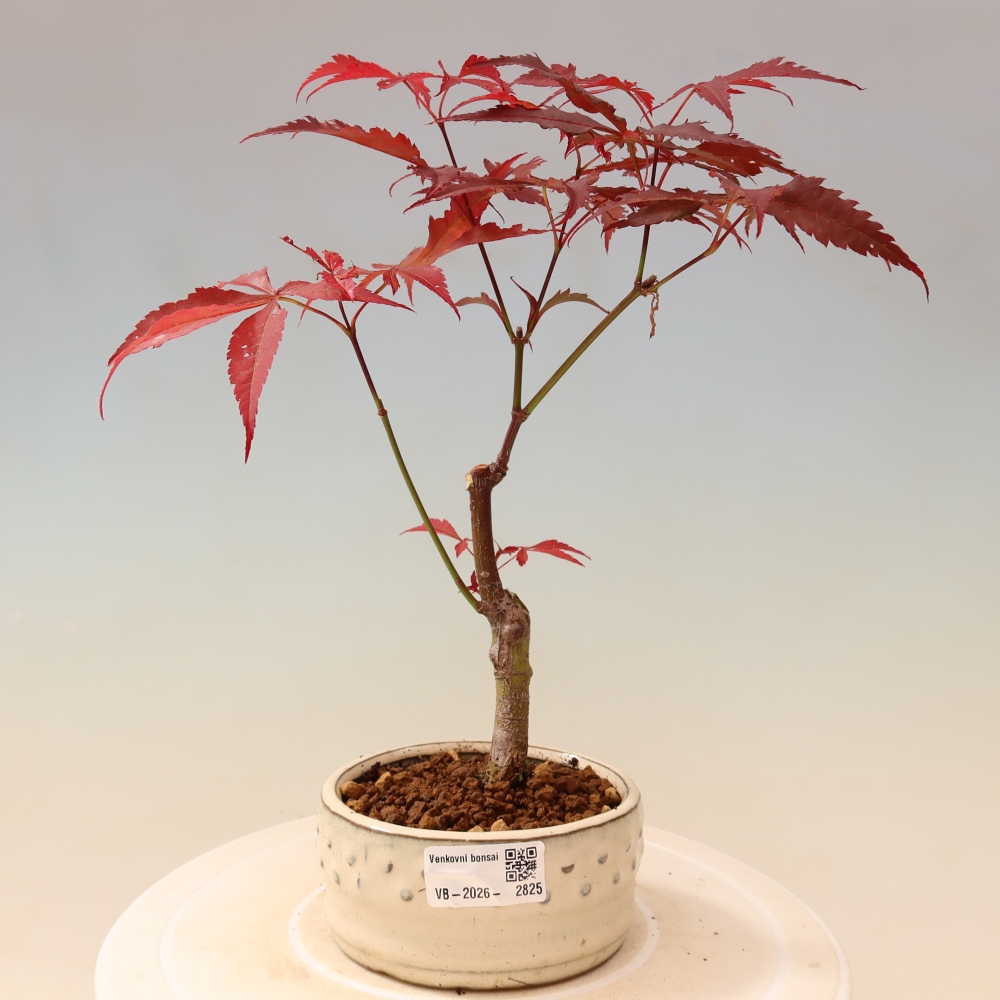 Bonsai für draußen - Acer-Palme. Atropurpureum-Javor palmate