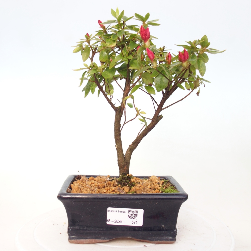 Bonsai für draußen - Japanische Azalee - Azalea sp.