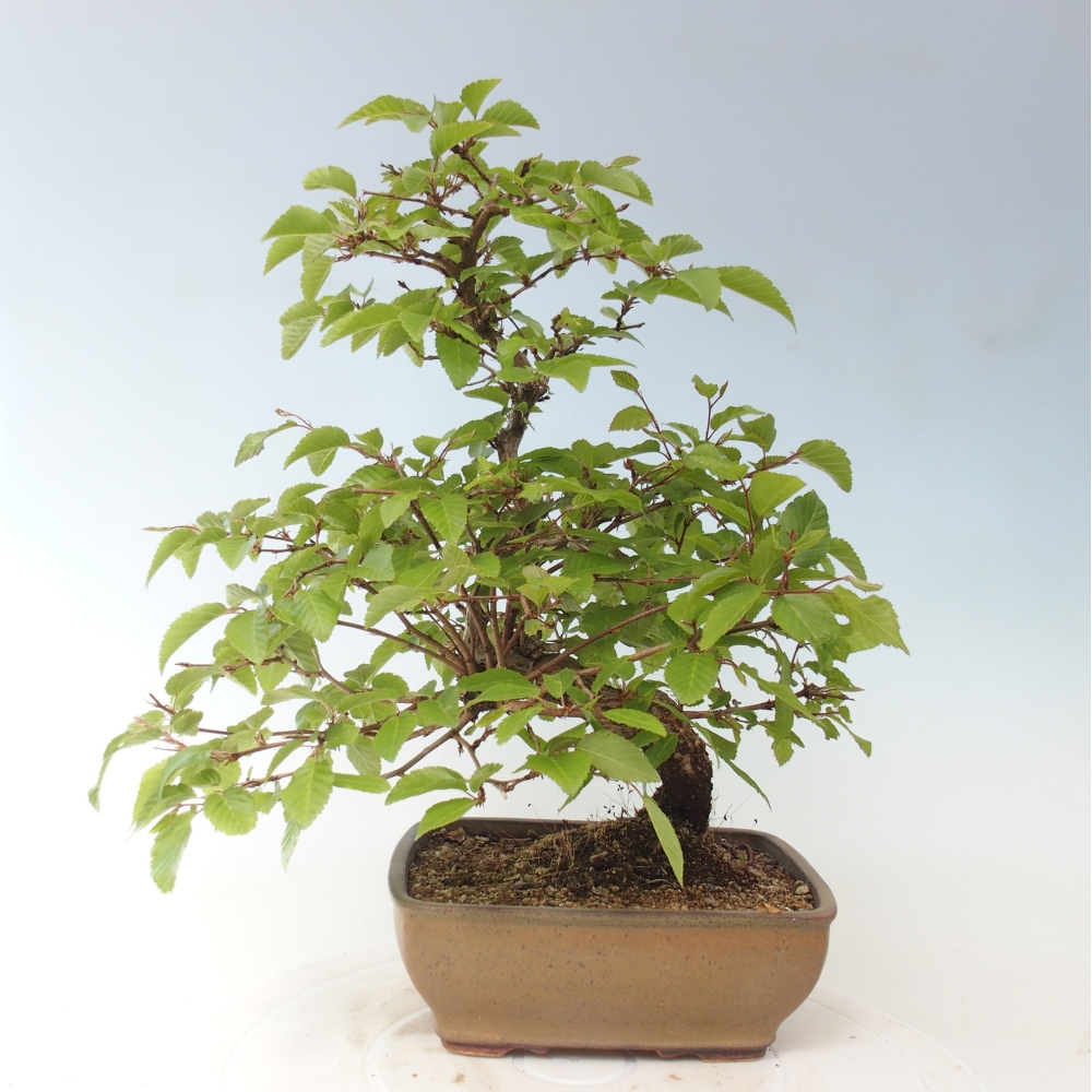 Bonsai für draußen -Carpinus CARPINOIDES - Koreanische Hainbuche